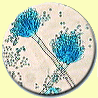 aspergillus